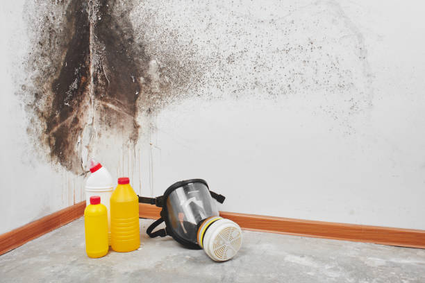 Best Mold Damage Repair  in Rden, WA