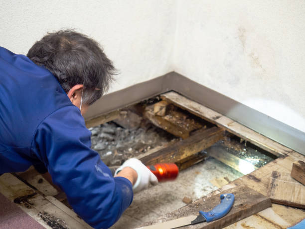 Office Mold Removal Services in Warden, WA