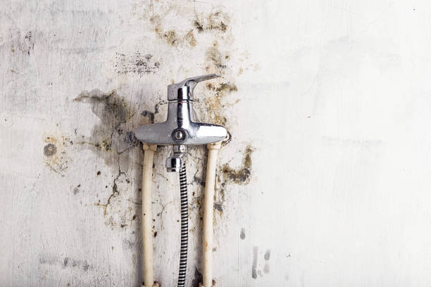 Best Best Mold Removal Companies  in Rden, WA