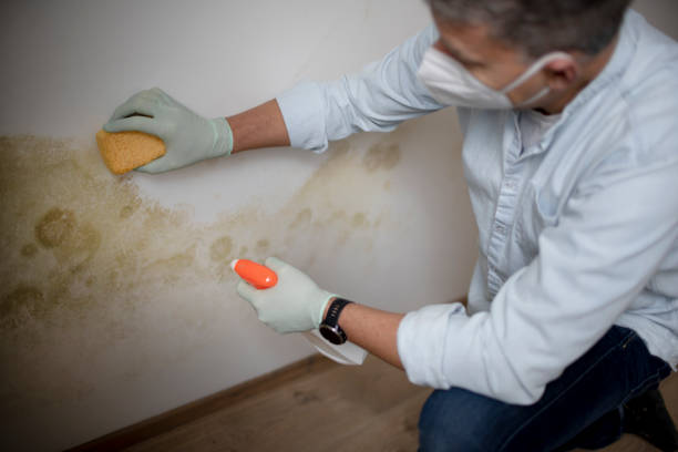 Best Commercial Mold Removal  in Rden, WA