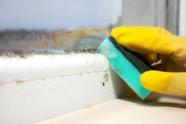 Best Same-Day Mold Removal  in Rden, WA
