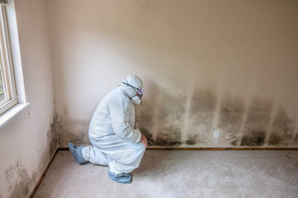 Reliable Warden, WA Mold Removal Solutions