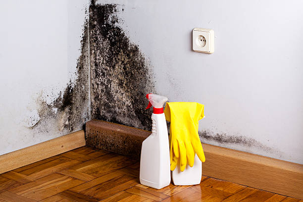 Best Fast Mold Removal  in Rden, WA