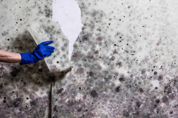 Best Mold Testing and Removal  in Rden, WA