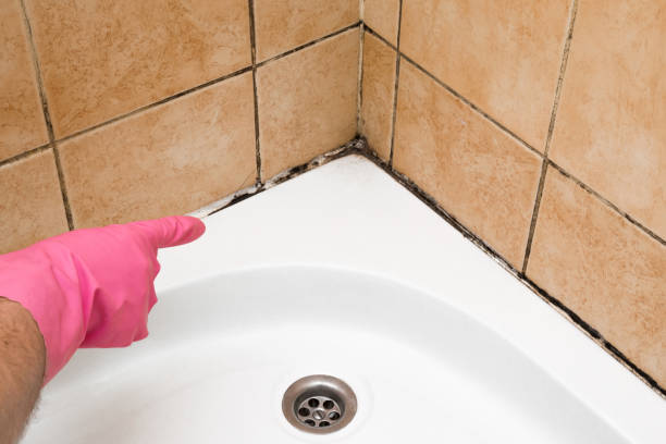 Best Home Mold Removal  in Rden, WA